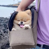 萨摩耶不喝茶