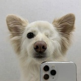 天使狗狗
