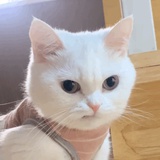 困得晕fufu