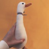 蛤