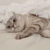 如初