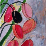 Tulipe noire