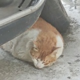 风吹年年