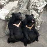 昕哲