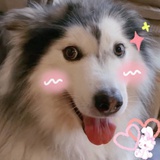 臭猪福福崽