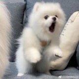 橘子汽水