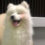 抱走小鱼同学