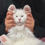 再来一碗