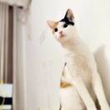 工程猫