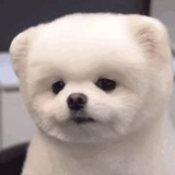 不是（不是