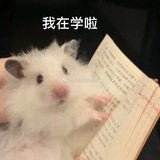 饼饼