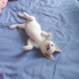 稗子