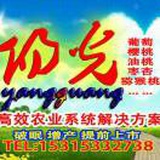 阳光