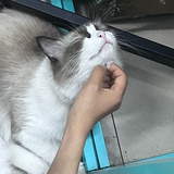 lrx13233059981