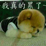 四毛