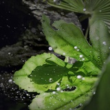 り