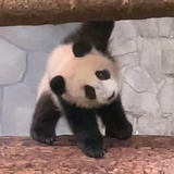 乌拉大王