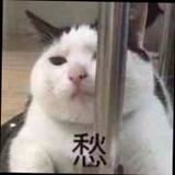 白桃芝士蛋糕