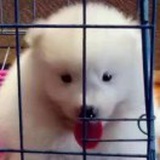 庞奥宇