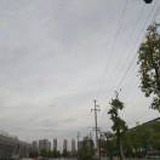 梓