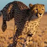 the cheetah in 