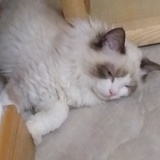 蓬蒿