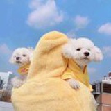 往日如歌