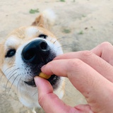 阿毛微分方程