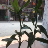 木木
