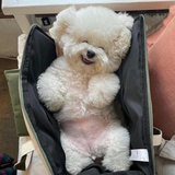 屁屁