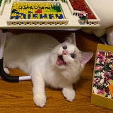富贵