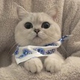 无情小猫咪