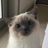 桦城刑侦局局长