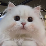 🐱