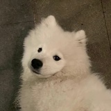 不猴脸麻豆