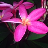 鸡蛋花