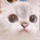 豆豆