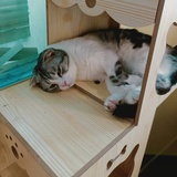 老三是只狗子