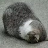 白九婴