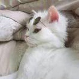 波妞