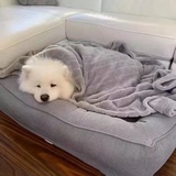 唐棣xxx