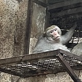 一只吗喽
