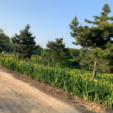 杨花花
