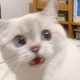 映画