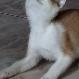 红鲤鱼与绿鲤鱼
