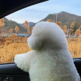 青元宝
