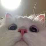 看见朕的猫咪lm