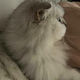 西西弗