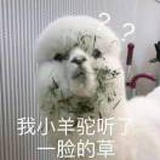 鱼鱼就是鱼鱼