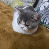 爱梨梨